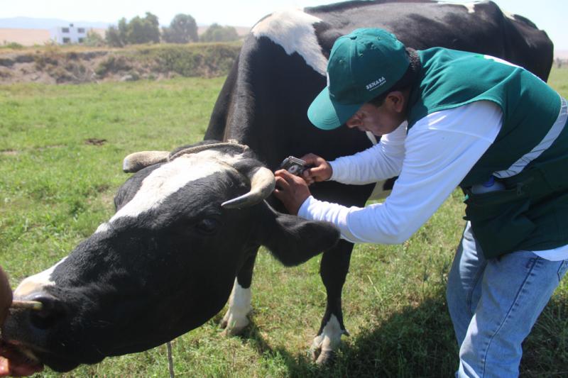 Cuencas lecheras de Cajamarca registran más de mil hatos libres de Brucelosis y Tuberculosis Bovina
