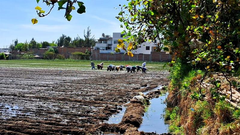 CultiVida advierte que altas temperaturas y lluvias podrían favorecer plagas en cultivos
