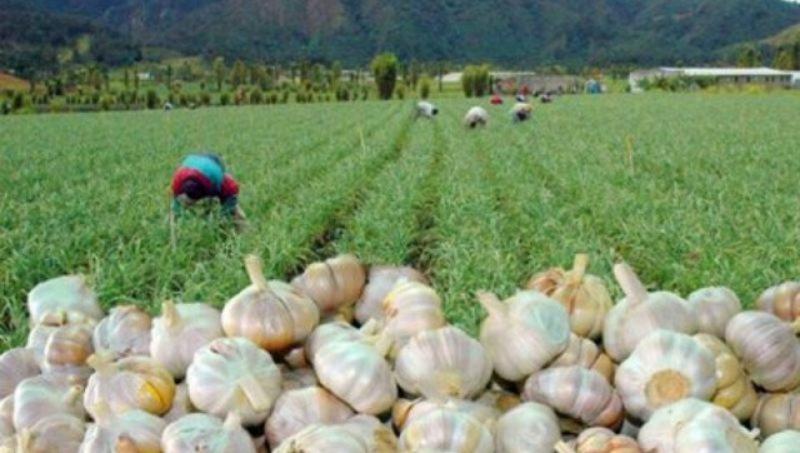 Cultivo de ajo en Perú se redujo 30% en área en la presente campaña