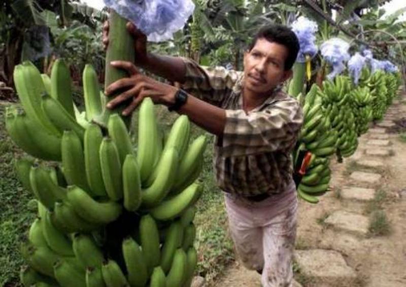 Cultivo de banano tiene baja productividad en Piura