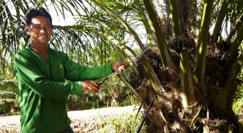 Cultivo de palma aceitera en Perú genera más 17.000 puestos de trabajo directos y 25.000 indirectos