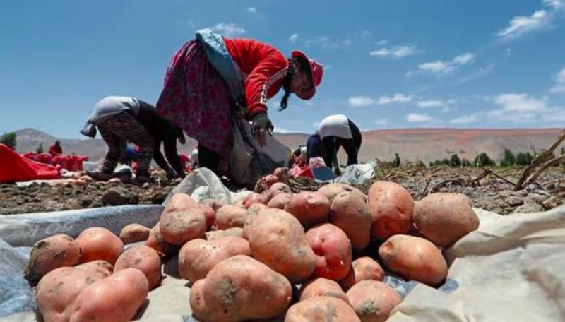 Cultivo de papas en la sierra sur oriental y el Altiplano peruano se ve afectado por la escasez de lluvias