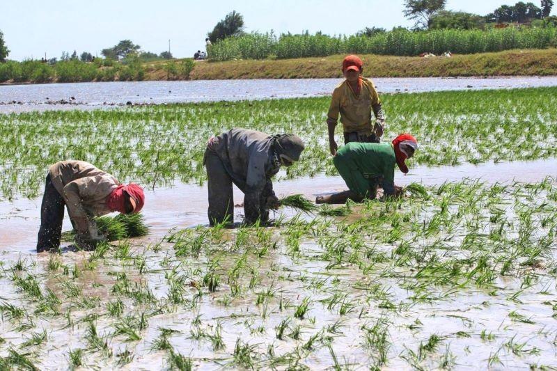 Cultivos de arroz, maíz, yuca y otros en riesgo por lluvias
