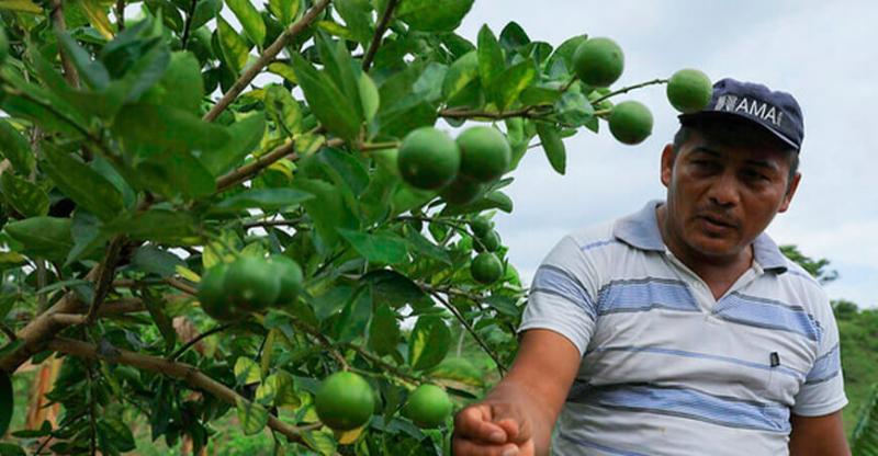 Cultivos de limón en riesgo por sequía en Tumbes