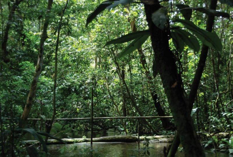 CULTIVOS DE MAIZ Y CACAO CRECERÍAN EXPONENCIALMENTE