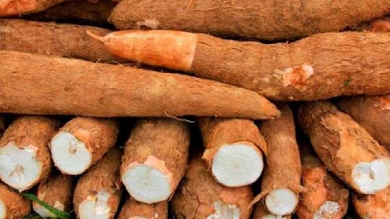 Cusco, Amazonas y Loreto concentraron el 50.1% de la producción de yuca en julio de 2026