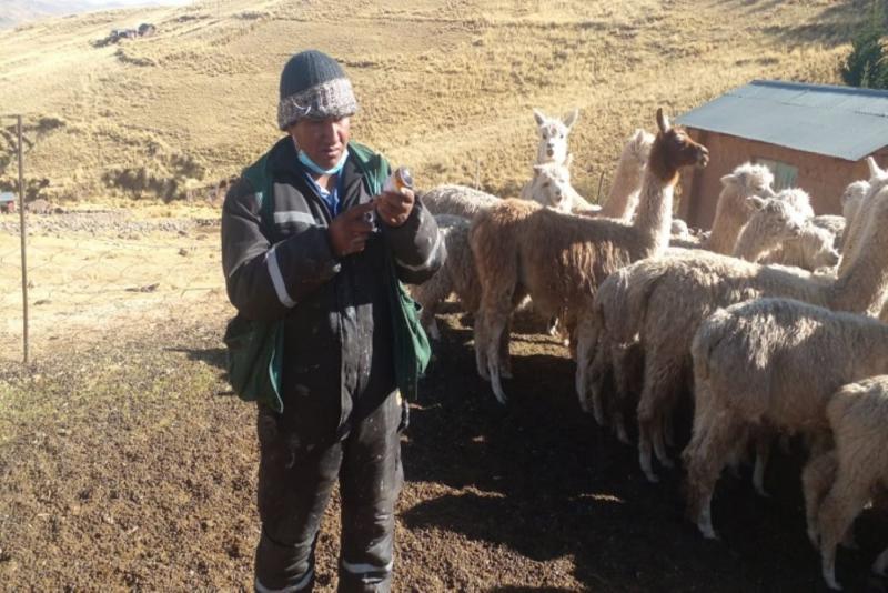 Cusco: entregan 2.550 kits veterinarios para proteger al ganado de las heladas