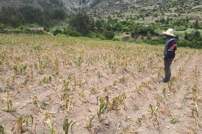 Cusco: más de 4 mil hectáreas de cultivos son afectados por heladas y falta de lluvias