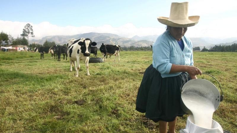 Cusco: Plan de negocio incrementará producción de leche en un 50%