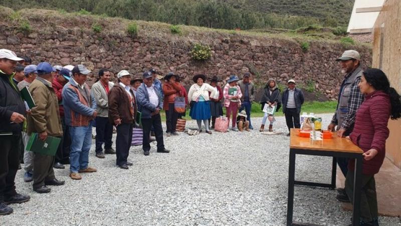 Cusco: productores de Yanacona se capacitan para mejorar calidad genética de la papa