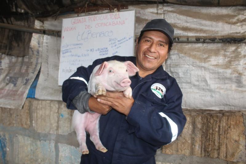 Declaran 11 regiones peruanas como zonas libres de Peste Porcina Clásica