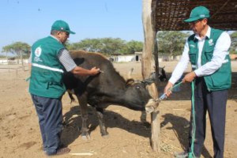 Declaran alerta sanitaria animal en 11 regiones en emergencia