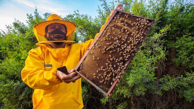 Declaran de interés nacional la apicultura y la actividad agroindustrial de los productores apícolas