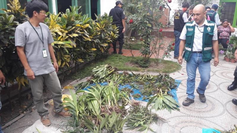 Decomisan orquídeas y bromelias de procedencia ilegal en el Rímac