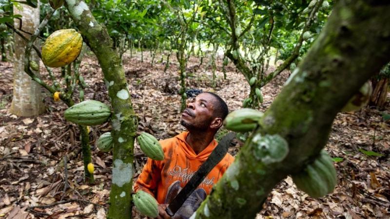 Déficit de cacao mundial será mayor de lo previsto por clima en África