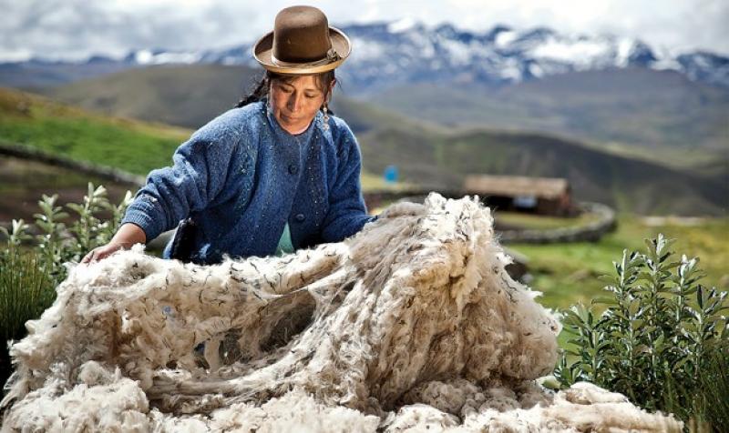 Demanda china por confecciones y textiles peruanos crece 156% impulsada por envíos de fibra de alpaca
