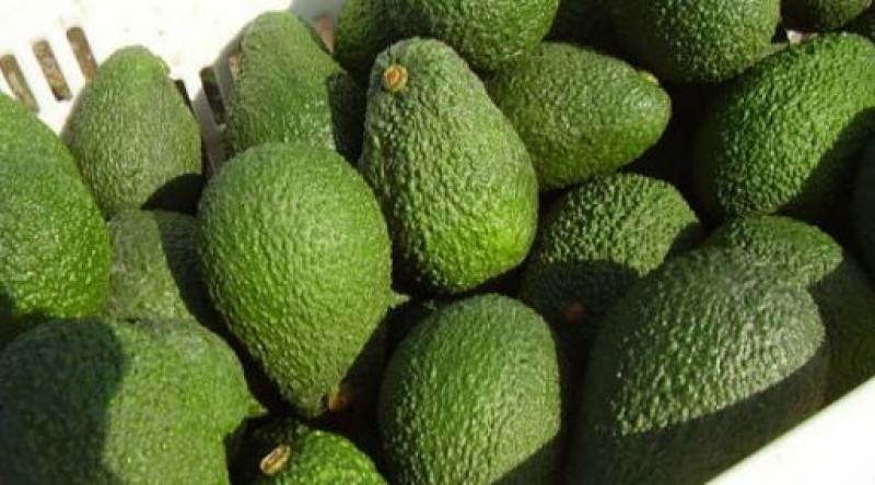 Demanda de palta Hass peruana crece en el sudeste de Estados Unidos