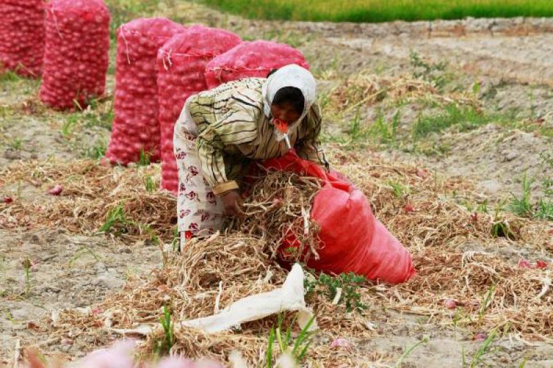 Denuncian que productos agrícolas peruanos son exportados con denominación chilena