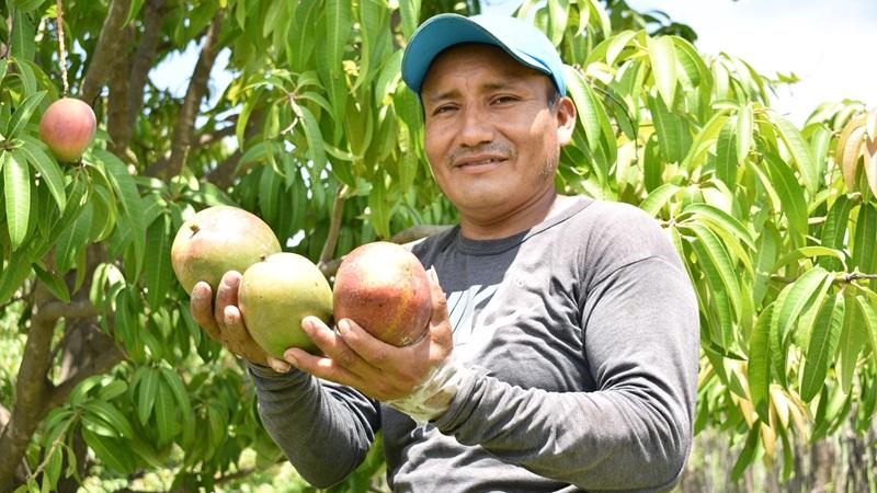 Desafíos y estrategias para la campaña de mango 2026-2027 en Piura