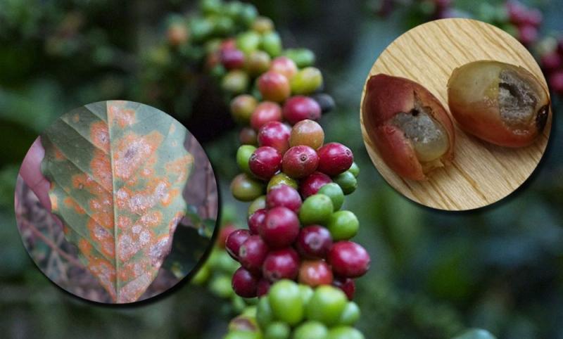 Desarrollan investigación contra la roya y broca del café con tecnologías biológicas