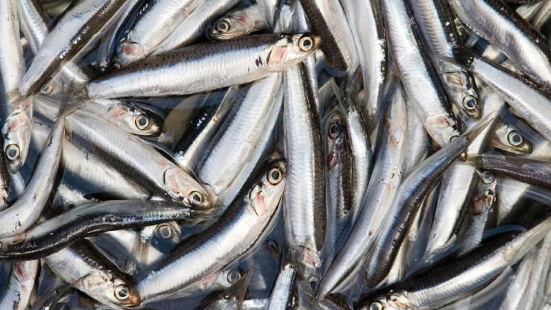 Descarga de anchoveta en zona norte-centro superó el millón de toneladas