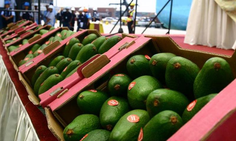 DESDE MARZO, PALTA HASS PERUANA INGRESARÁ A CHILE SIN TRATAMIENTO 