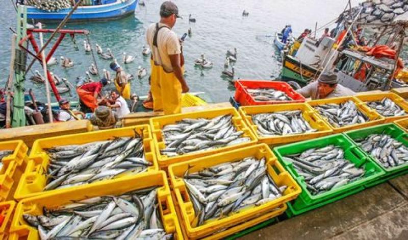 Desembarque pesquero en Perú alcanzó las 104 mil toneladas en octubre de 2022, mostrando un crecimiento de 17.65%