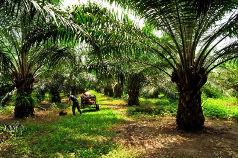 DESIGNAN NUEVO DIRECTOR DE LA ESTACIÓN EXPERIMENTAL DE PUCALLPA DEL INIA