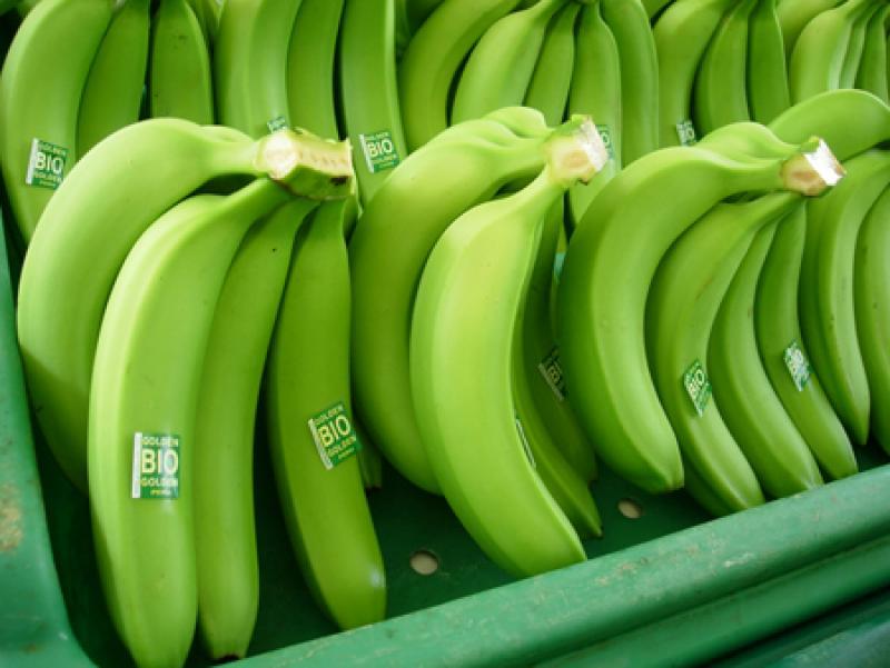 Despachos al exterior de banano peruano sumaron US$ 25.6 millones en primer bimestre de 2021