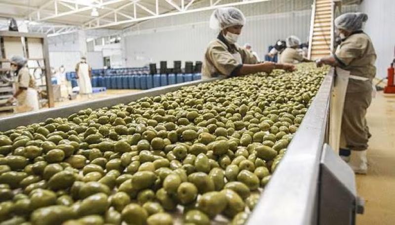 Despachos de aceituna crecieron 15% en volumen en mayo de 2024