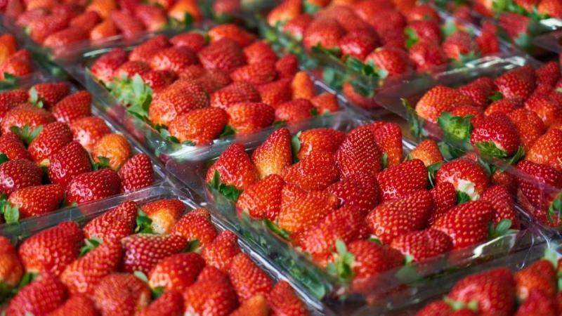 Despachos de fresas peruanas cerca de los US$ 16 millones hasta abril