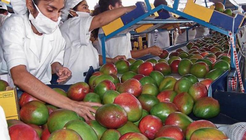 Despachos de mango alcanzan las 29.497 toneladas desde inicio de la campaña 2020/2021 a la semana 51