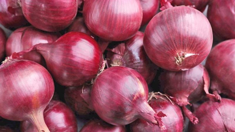Despachos peruanos de cebolla alcanzan los US$ 29.5 millones en el primer semestre del año
