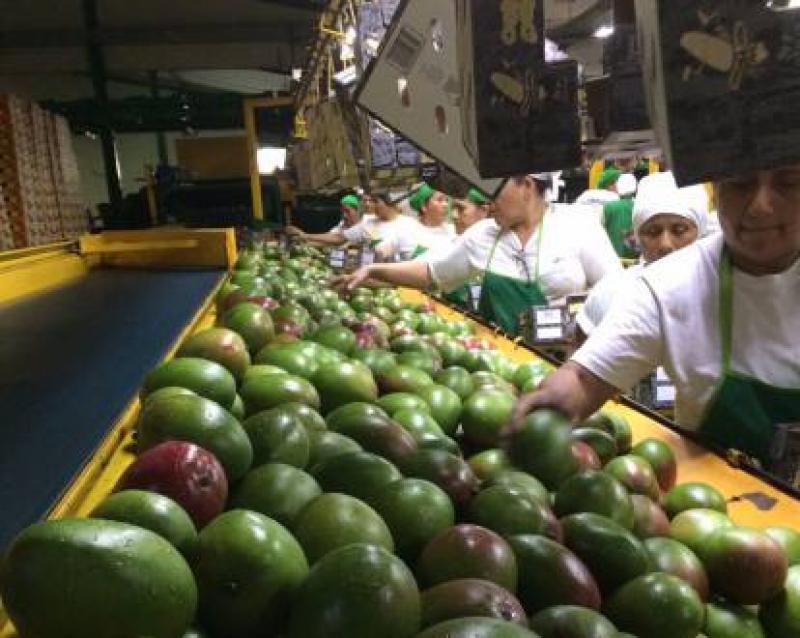 Después de 13 años de negociaciones, Ecuador logra iniciar sus exportaciones de mangos a China