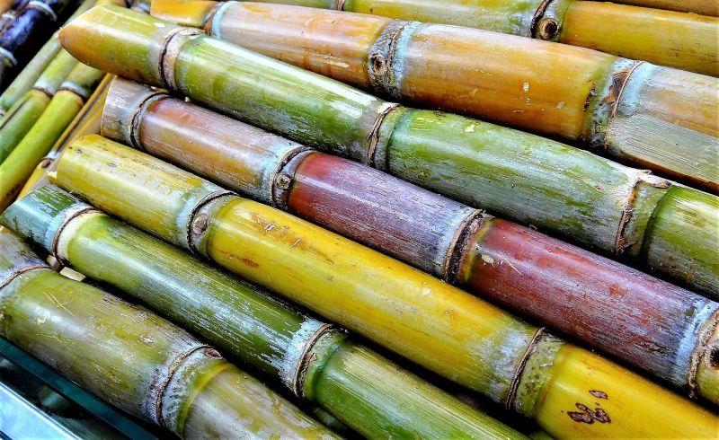 Después de 50 años, el cultivo de la caña de azúcar afianza la seguridad alimentaria de nuestro país