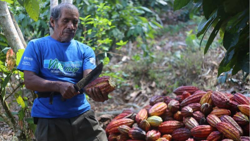 Devida brindó asistencia a 231 mil hectáreas de cacao entre el 2014 y 2018