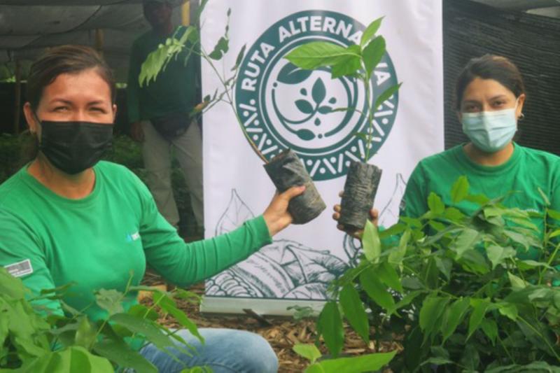 Devida entrega 30.000 plantones forestales en región San Martín
