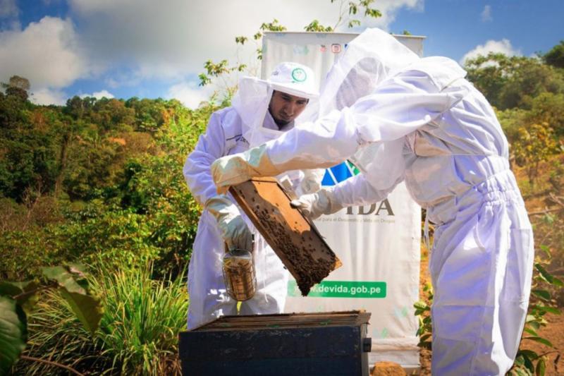Devida impulsa la apicultura como actividad económica alternativa en el VRAEM