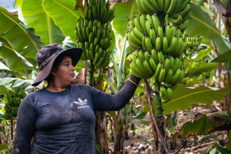 Devida potenciará cultivo de plátano en 172 hectáreas de Ayacucho