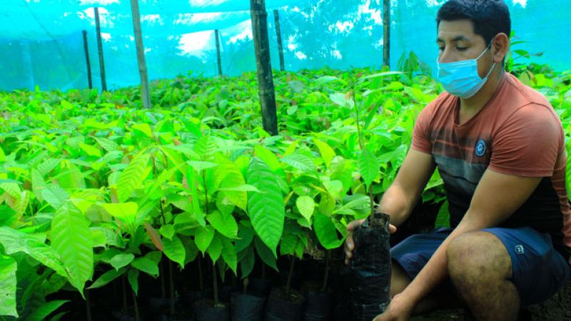 Devida promueve instalación de 480 nuevas hectáreas de cacao