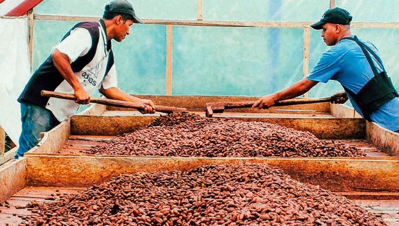 Devida promueve venta de 5 toneladas de cacao del Monzón que llegará a mercados internacionales