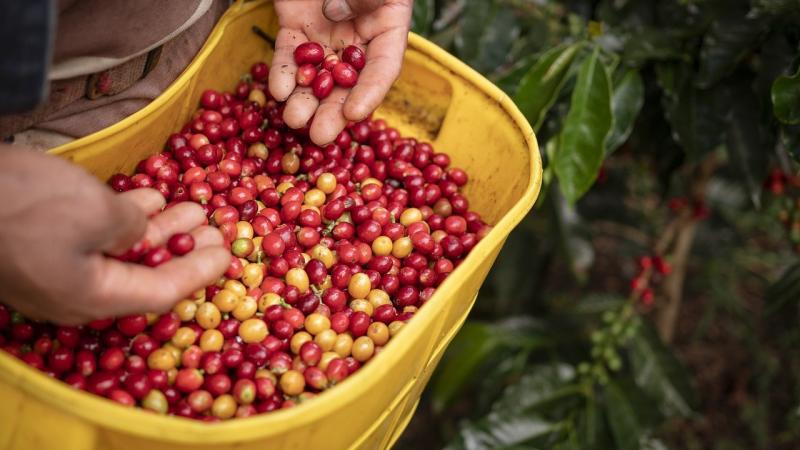 Día Internacional del Café: la celebración que une a productores, consumidores y amantes de la bebida más popular del mundo