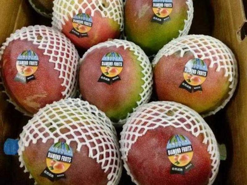 Diamond Fruts: Somos los primeros en salir con mango aéreo peruano a China