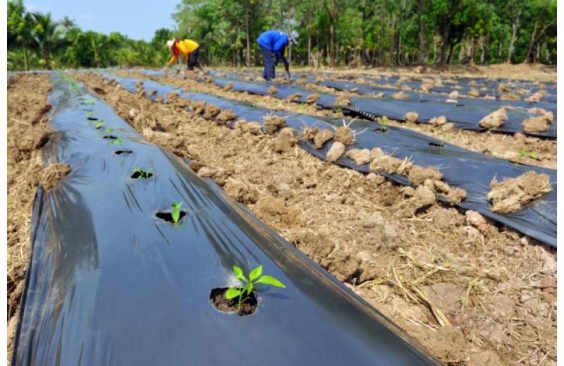 Dictarán taller de “Agricultura de ahorro de agua para mitigar impactos del cambio climático”