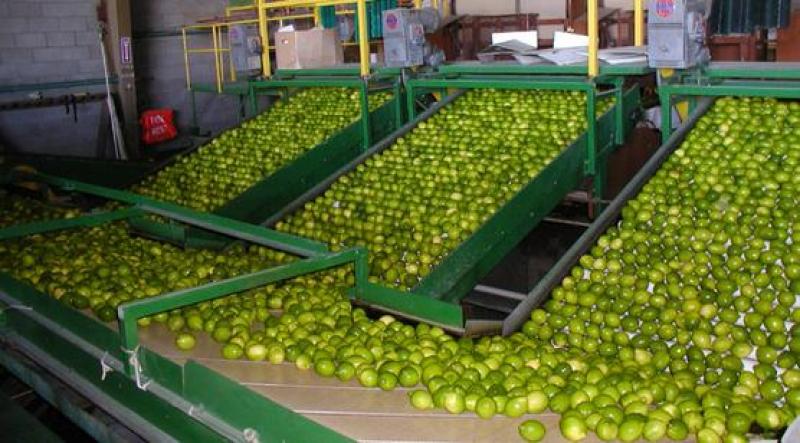 Dinamarca es el principal destino para las exportaciones peruanas de cáscara de limón