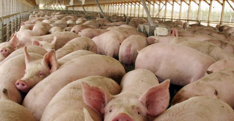 Dirección General de Ganadería del Minagri mejorará competitividad de pequeños porcicultores