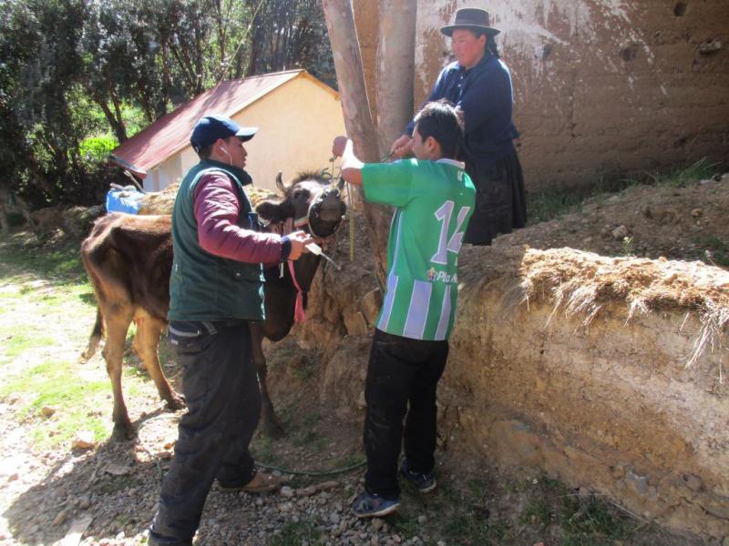 Dirección Regional de Huancavelica intensifica ayuda sanitaria ante bajas temperaturas
