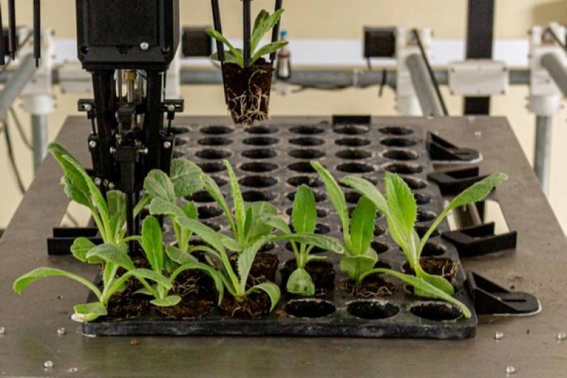 Diseñan en Perú un brazo robótico inteligente para controlar la calidad y el crecimiento de plantines para la agroindustria