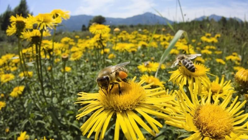 DISMINUCIÓN DE ABEJAS Y OTROS POLINIZADORES AMENAZA LA AGRICULTURA MUNDIAL