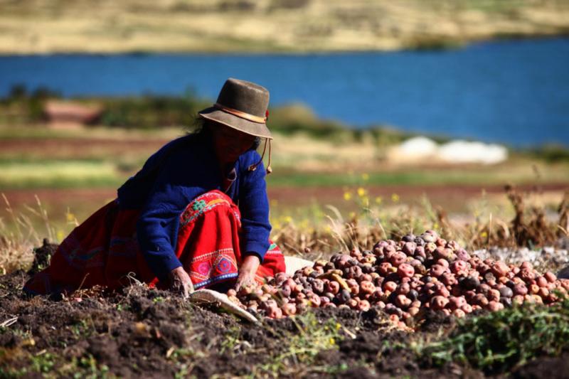Disminuirían los rendimientos de papa, haba, arveja, cebada, maíz amiláceo, trigo y frejol en la región andina al 2050